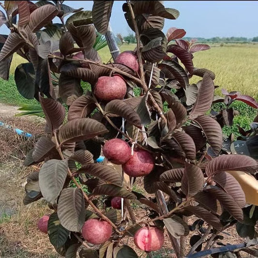 Black Diamond Guava Layering/Grafted Fruit Plant (1-2 Feet Height)