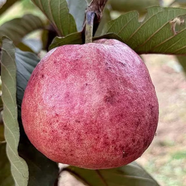 Black Diamond Guava Layering/Grafted Fruit Plant