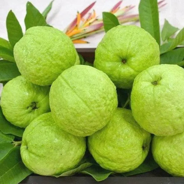 Arka Mridula Guava Hybrid Air Layered Plant