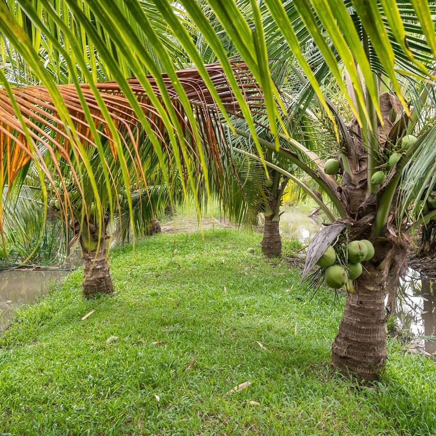 Gangabondam Coconut Hybrid Dwarf Varaity Fruit Plants & Tree