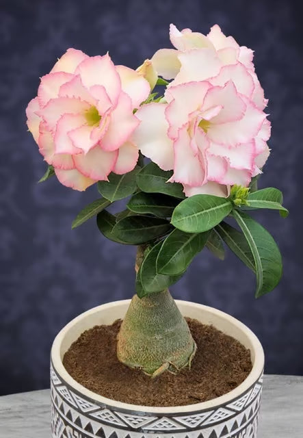 Adenium Obesum Desert Rose Grafted Flowers Plant (pack of 2)