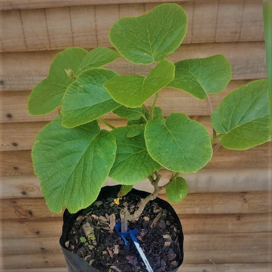 Hayward Kiwi Grafted Fruit Plant (2-3 Feet Height)