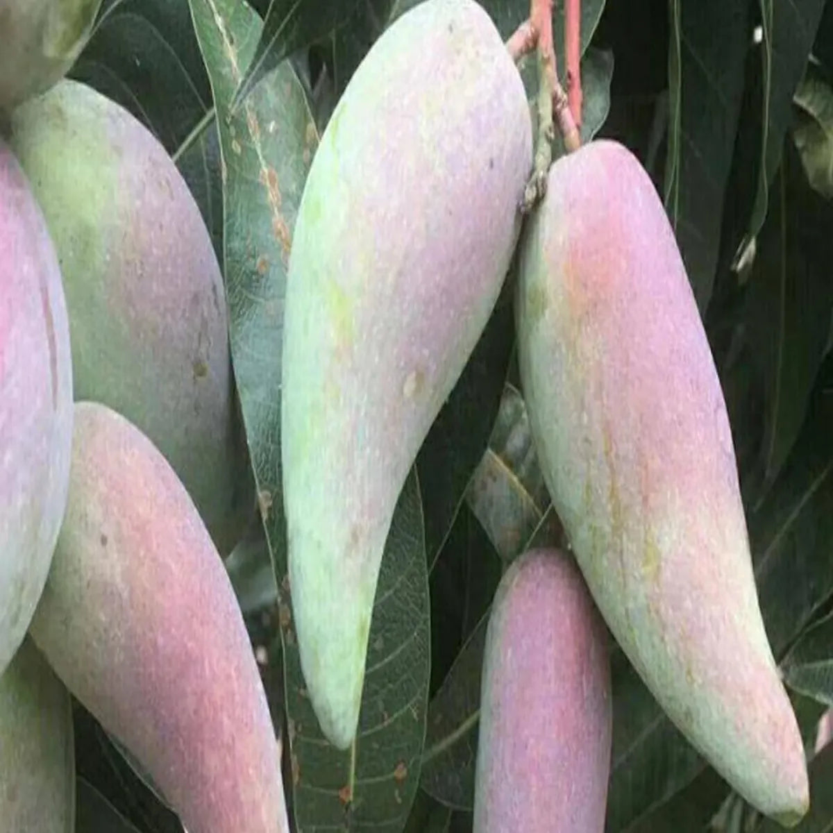 Chili Lajiao Mango Grafted Hybrid Plant