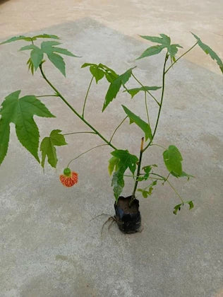 Lantern Lanthana Hibiscus Joba Gudhal Flower Plant (1-2 Feet Height)