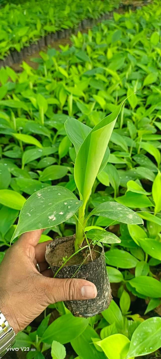 Grand Naine G9 Banana Tissue Cultured Fruit Fruit Plant