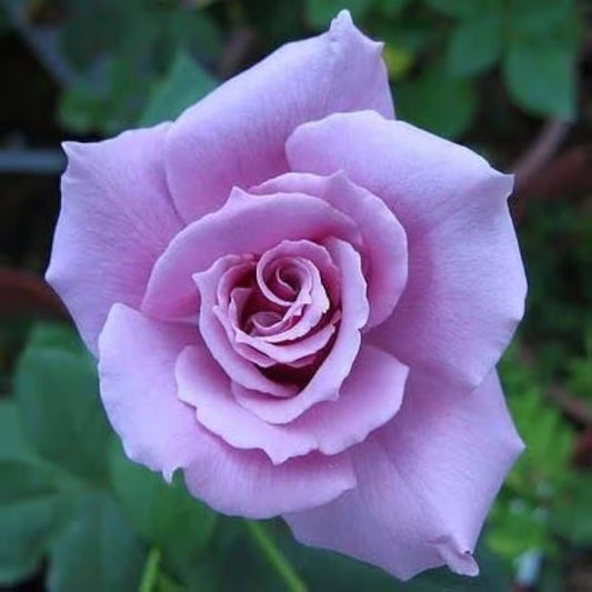 Blue Moon Rose Fragrant Flower Plant (1-2 Feet Height)