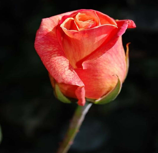 Orange Pink Rose Fragrant Flower Plant (1-2 Feet Height)
