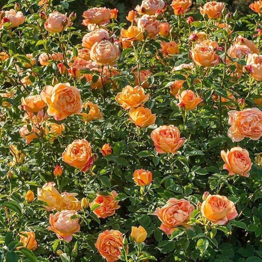 Soft Peach Rose Fragrant Flower Plant