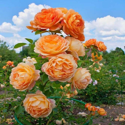 Soft Peach Rose Fragrant Flower Plant (1-2 Feet Height)