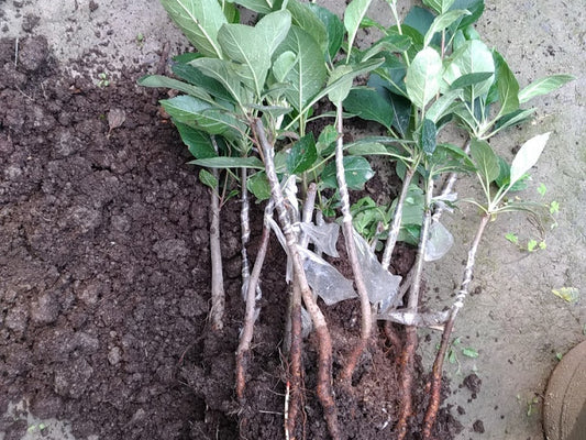 HRMN-99 Hot Climate Grafted Apple Plant