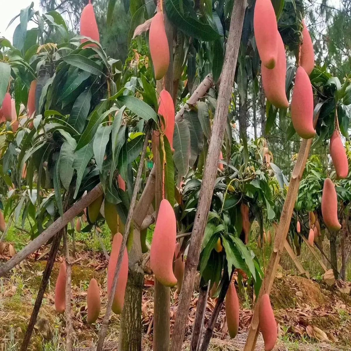 Red Ivory Mango Grafted Hybrid Plant