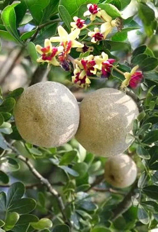 Imported Thai Wood Apple/Kotel Hybrid Grafted Plant