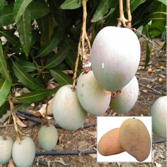 Babul Dufala White All Time Mango Grafted Hybrid Plant