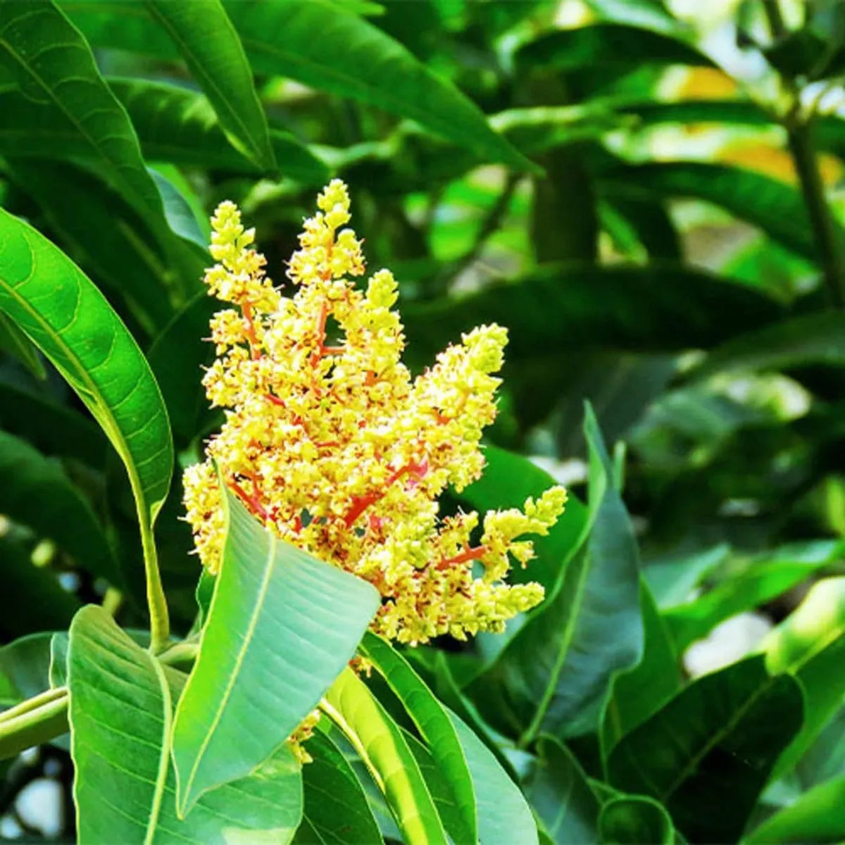 Babul Dufala White All Time Mango Grafted Hybrid Plant
