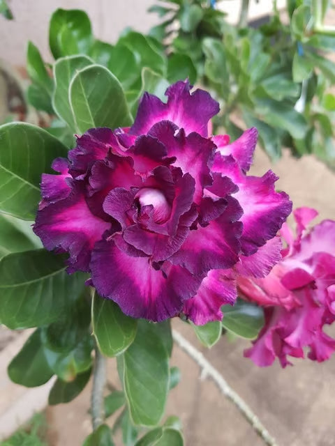 Rosey Verity Adenium Obesum Desert Rose Grafted Flowers Plant