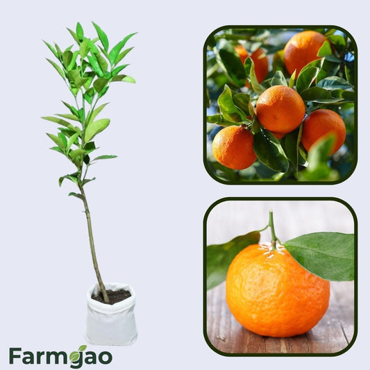 1TDE2 Mandarin Orange Grafted Healthy Fruit Plant