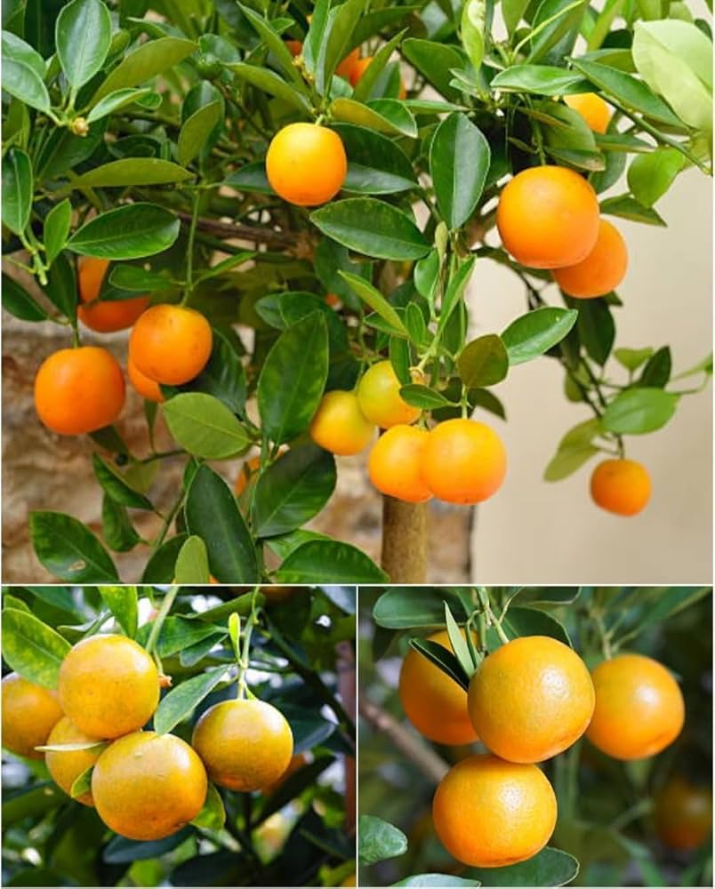 1TDE2 Mandarin Orange Grafted Healthy Fruit Plant