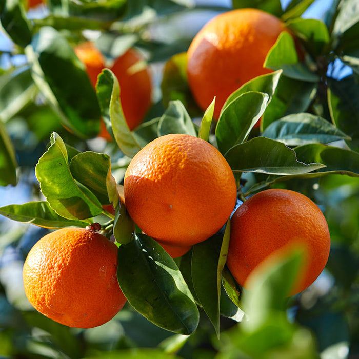 1TDE2 Mandarin Orange Grafted Healthy Fruit Plant