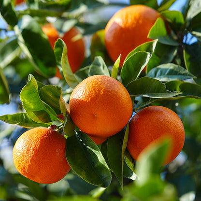 1TDE2 Mandarin Orange Grafted Healthy Fruit Plant