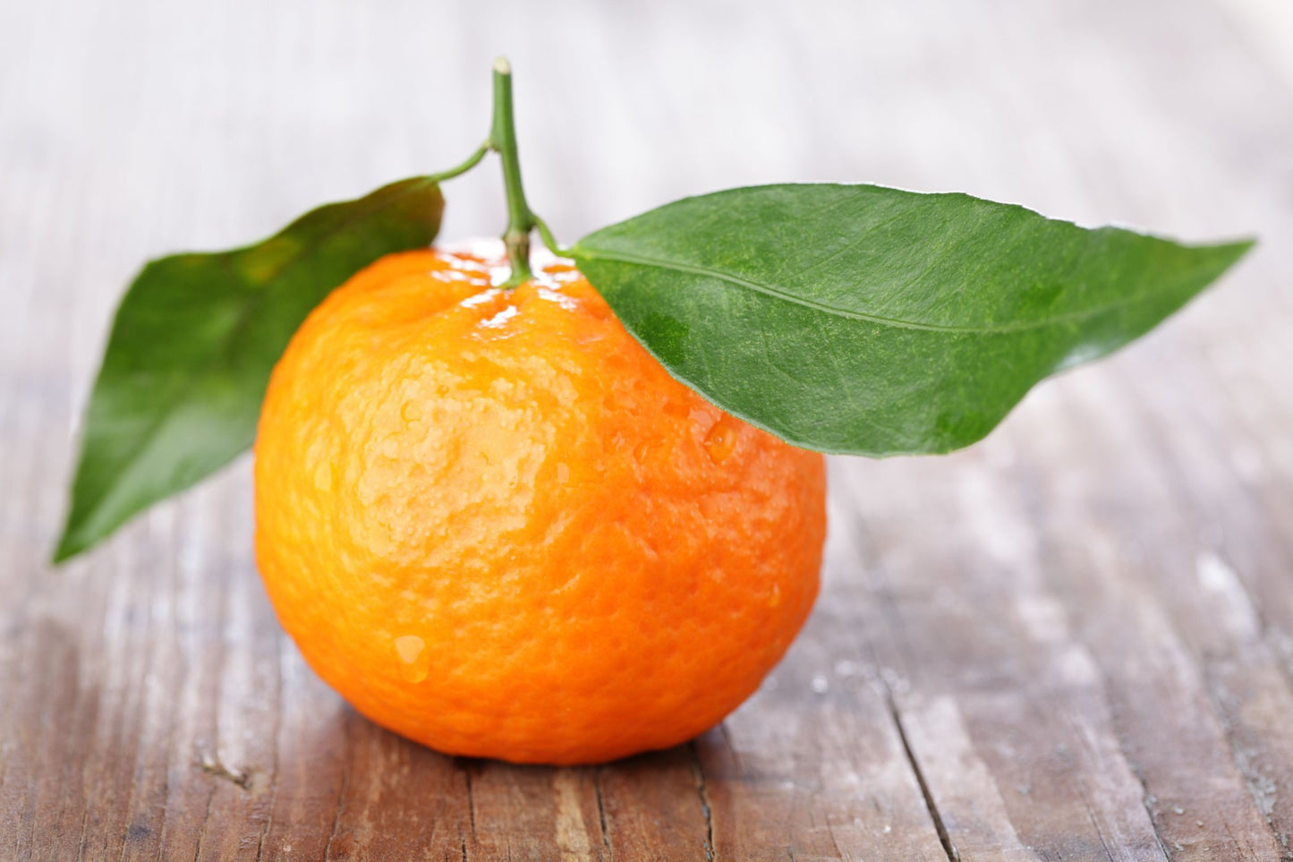 1TDE2 Mandarin Orange Grafted Healthy Fruit Plant