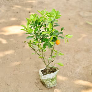 China Orange Santra Grafted Fruit Plant
