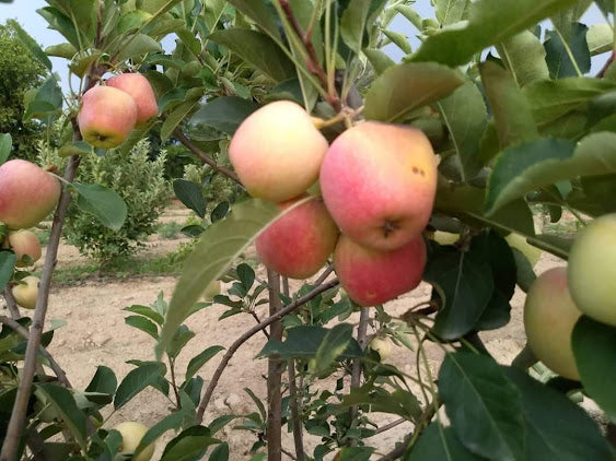 HRMN-99 Hot Climate Grafted Apple Plant