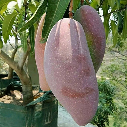 Thai King Of Chakapat Mango Grafted Hybrid Plant