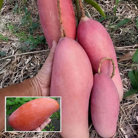 Thai King Of Chakapat Mango Grafted Hybrid Plant