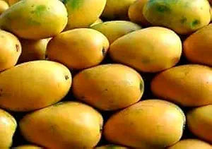 Kohinoor Mango Grafted Hybrid Plant
