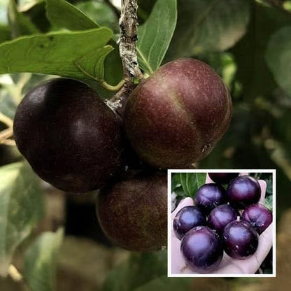 Manila Tennis Ball Cherry Cherries Grafted Plant