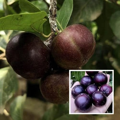 Manila Tennis Ball Cherry Cherries Grafted Plant