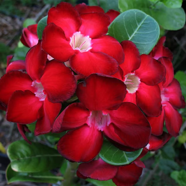 Adenium Obesum Desert Rose Grafted Flowers Plant (pack of 4)
