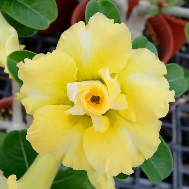 Adenium Obesum Desert Rose Grafted Flowers Plant (pack of 4)