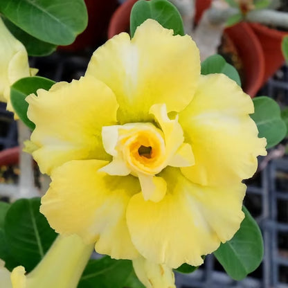 Adenium Obesum Desert Rose Grafted Flowers Plant (pack of 4)