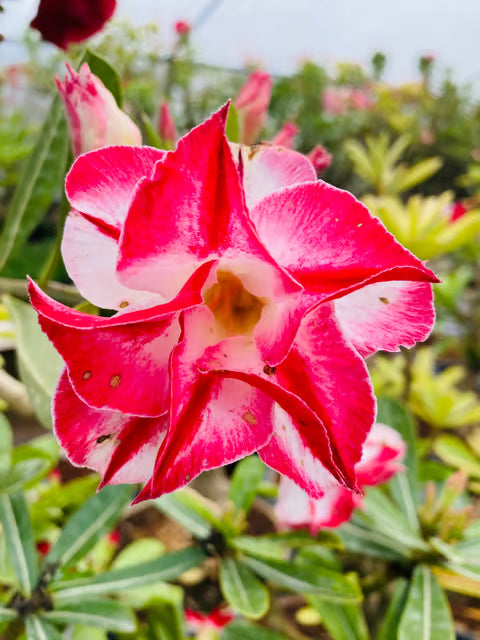 Adenium Obesum Desert Rose Grafted Flowers Plant (pack of 4)