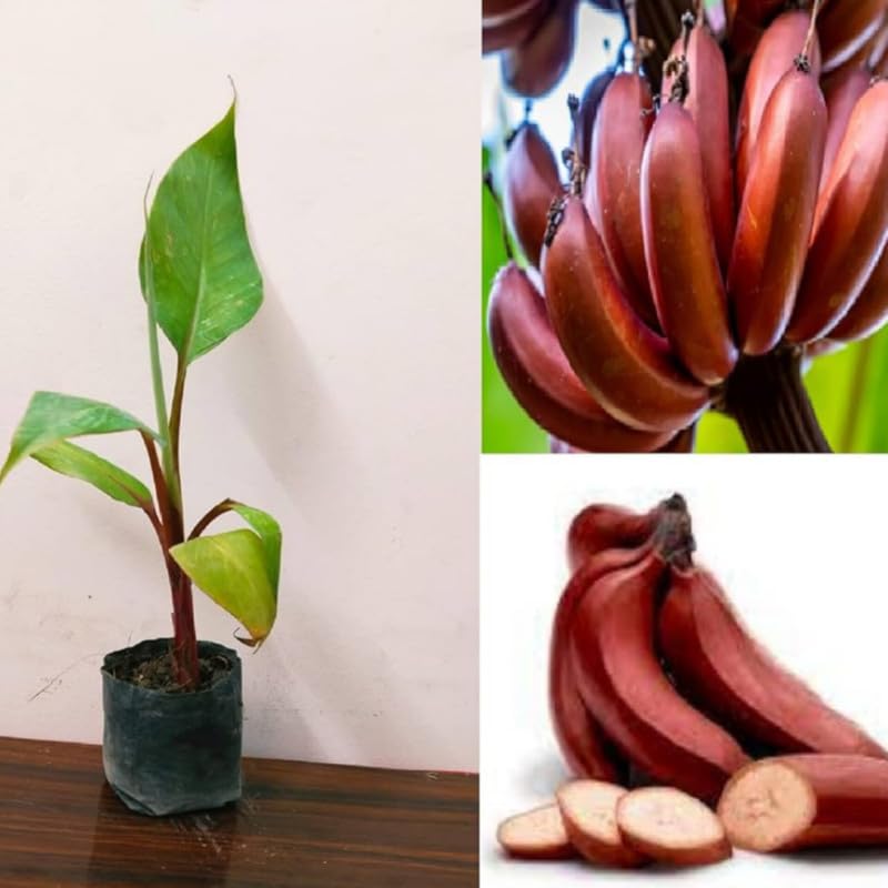 Red Banana Tissue Cultured Fruit Plant