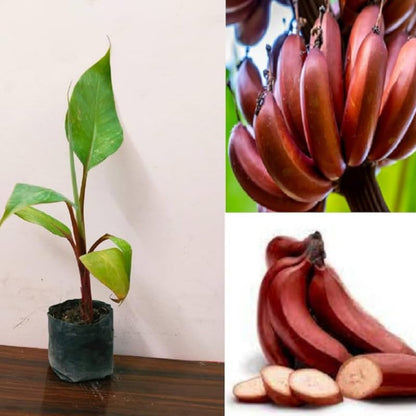 Red Banana Tissue Cultured Fruit Plant