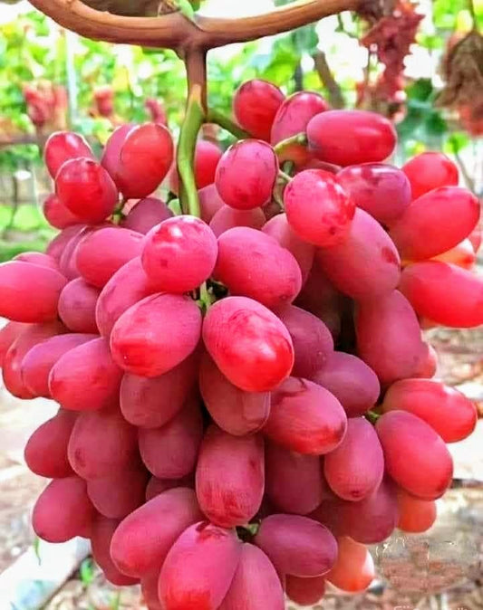 Seedless Sweet Long Red Jack’s Salute Variety Air Layered Grapes Plant