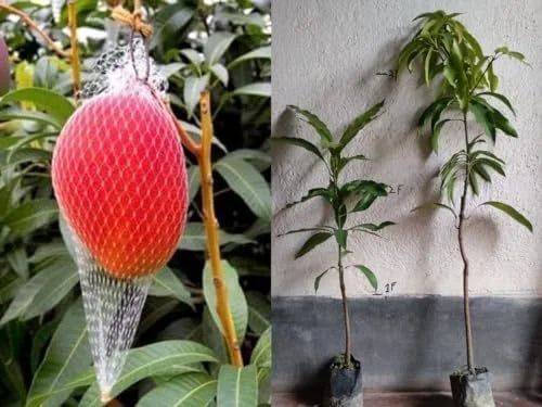 Miyazaki Mango Grafted Hybrid Plant