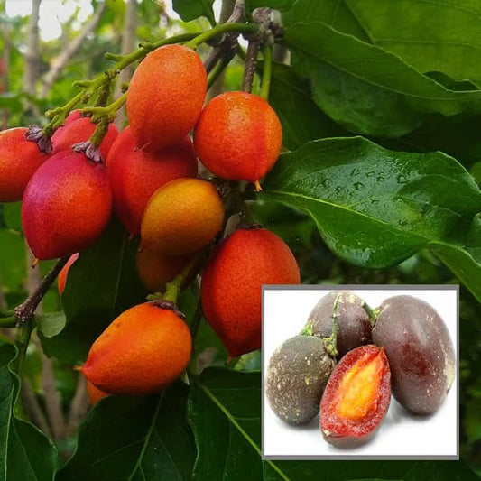 Peanut Butter Fruit Plant