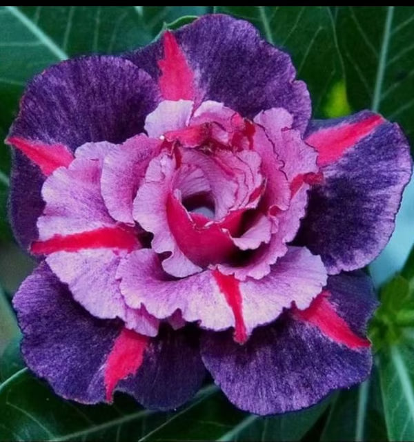 Rosey Verity Adenium Obesum Desert Rose Grafted Flowers Plant
