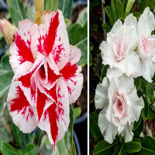 Adenium Obesum Desert Rose Grafted Flowers Plant (pack of 2)