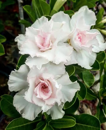Adenium Obesum Desert Rose Grafted Flowers Plant (pack of 2)