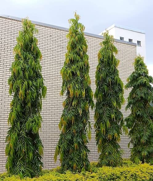 Indian Mast Tree- Debdaru Plant