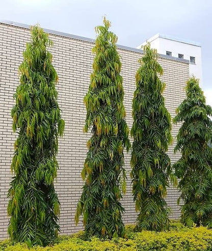 Indian Mast Tree- Debdaru Plant