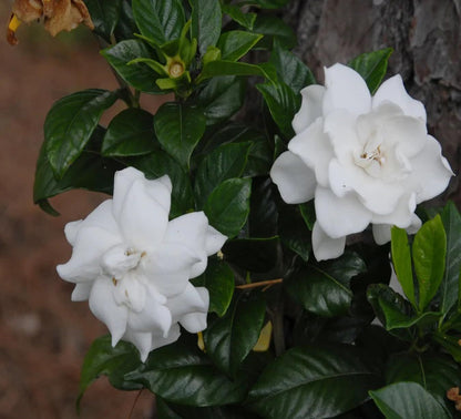 Gardenia Gandharaj Cape Jasmine Highly Fragrant Shrubs Flower Plant