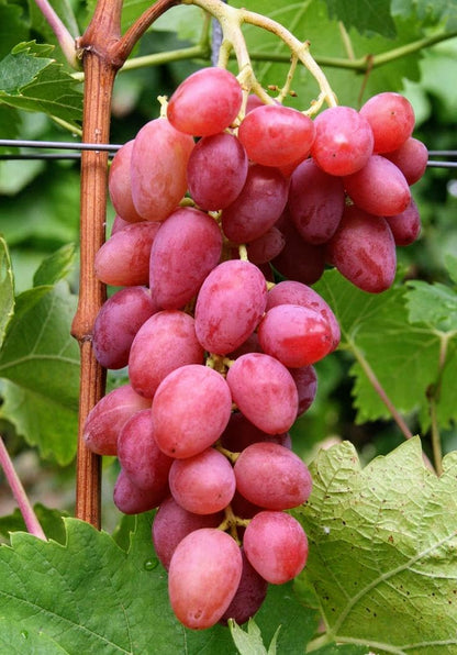 Seedless Sweet Long Red Jack’s Salute Variety Air Layered Grapes Plant