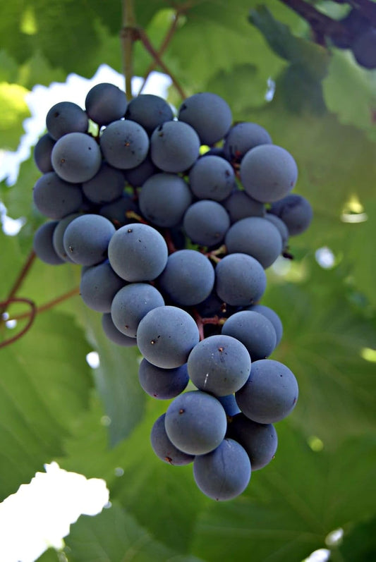 Seedless Sweet Black Round Kyoho Variety Air Layered Grapes Plant