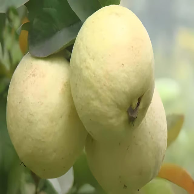Thai Golden 8 Guava Amrood Layering/Grafted Fruit Plant