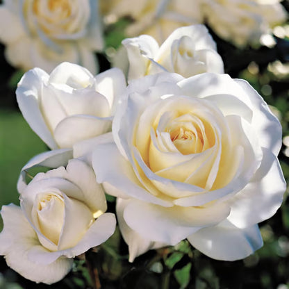 White Rose Fragrant Flower Plant (1-2 Feet Height)
